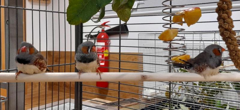 Fundtier Tier-ID 27106