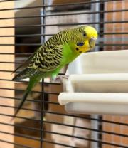 Fundtier Tier-ID 29237