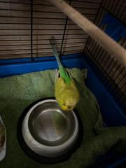 Fundtier Tier-ID 33098