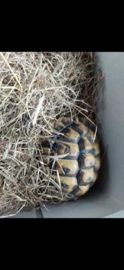 Fundtier Tier-ID 34898