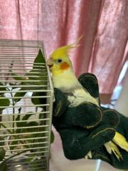 Fundtier Tier-ID 32199