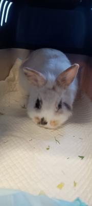 Fundtier Tier-ID 34509