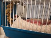 Fundtier Tier-ID 34826