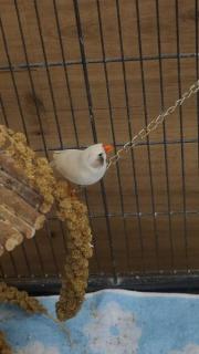 Fundtier Tier-ID 34221