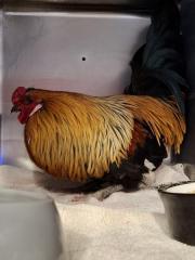 Fundtier Tier-ID 36493