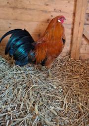 Fundtier Tier-ID 39083