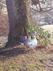 Fundtier Tier-ID 39326