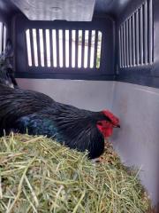 Fundtier Tier-ID 39465