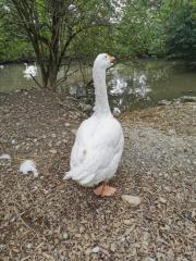 Fundtier Tier-ID 26431