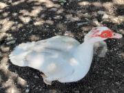 Fundtier Tier-ID 25103