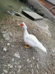 Fundtier Tier-ID 26432