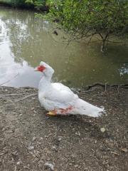 Fundtier Tier-ID 26433