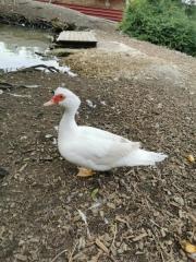 Fundtier Tier-ID 26435