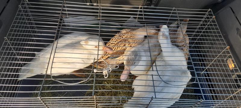 Fundtier Tier-ID 23508