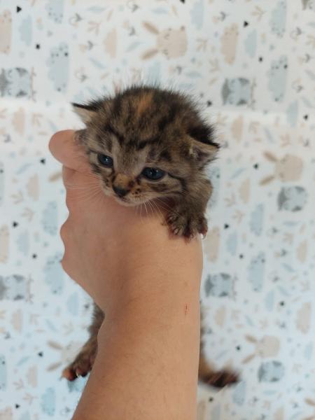 Europäische Hauskatze