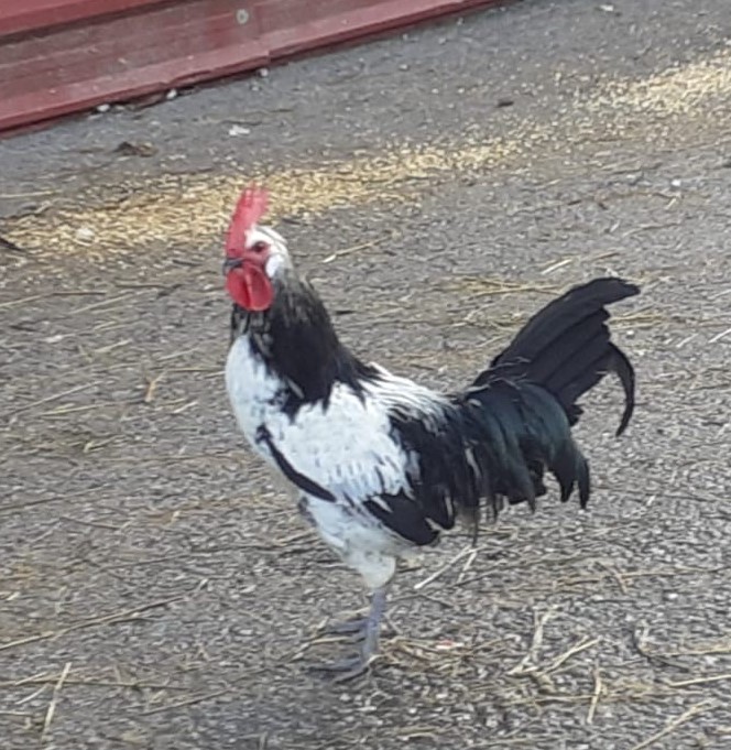 Geflügel