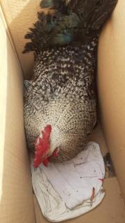 Fundtier Tier-ID 21083