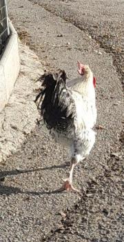 Fundtier Tier-ID 23550