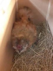 Fundtier Tier-ID 21039