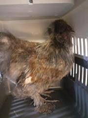 Fundtier Tier-ID 21040