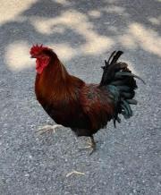 Fundtier Tier-ID 21503