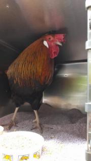 Fundtier Tier-ID 21510