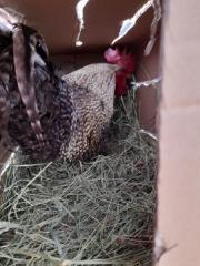 Fundtier Tier-ID 22203