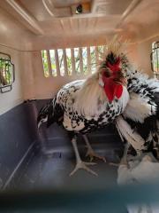 Fundtier Tier-ID 25819