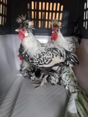 Fundtier Tier-ID 25820