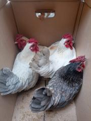 Fundtier Tier-ID 26716