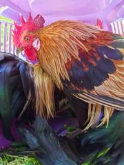 Fundtier Tier-ID 25601