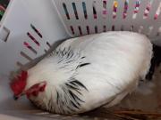 Fundtier Tier-ID 26958