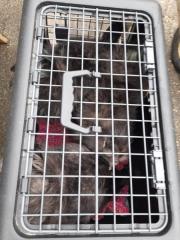 Fundtier Tier-ID 24575