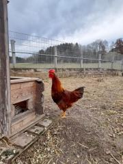 Fundtier Tier-ID 24326