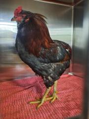 Fundtier Tier-ID 36126