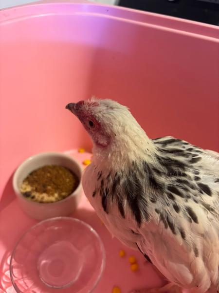 Geflügel