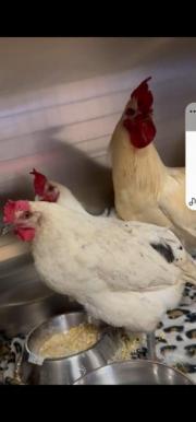 Fundtier Tier-ID 39769