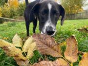 Fundtier Tier-ID 23691