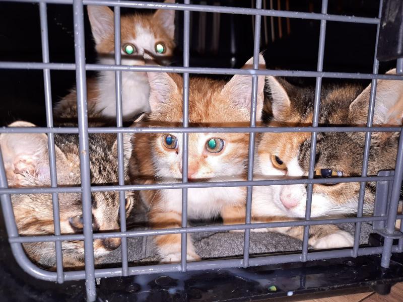 Europäische Hauskatze