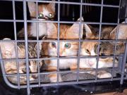 Fundtier Tier-ID 25558