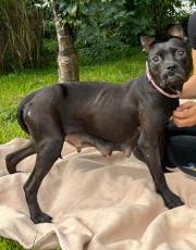 Fundtier Tier-ID 29888