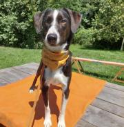 Fundtier Tier-ID 34905