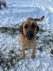 Fundtier Tier-ID 27800