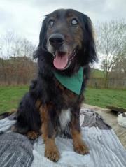 Fundtier Tier-ID 31612