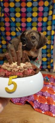 Fundtier Tier-ID 34908