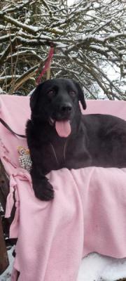 Fundtier Tier-ID 35095