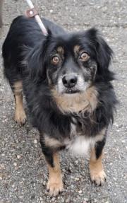 Fundtier Tier-ID 35426