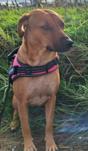 Fundtier Tier-ID 37048