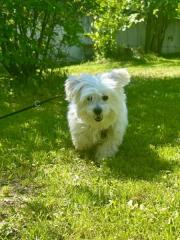 Fundtier Tier-ID 36395