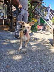 Fundtier Tier-ID 37819